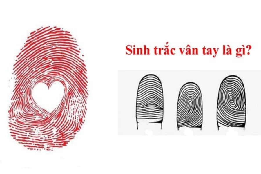 Sinh trắc vân tay là gì? 