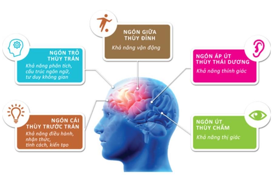 Sự liên quan giữa dấu vân tay và thùy não Sự liên quan giữa dấu vân tay và thùy não